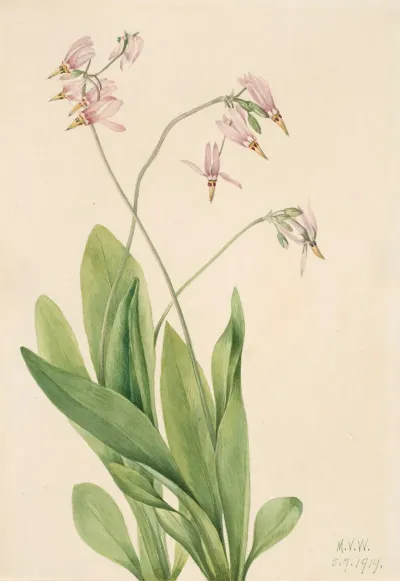 Shooting Star Dodecatheon Meadia