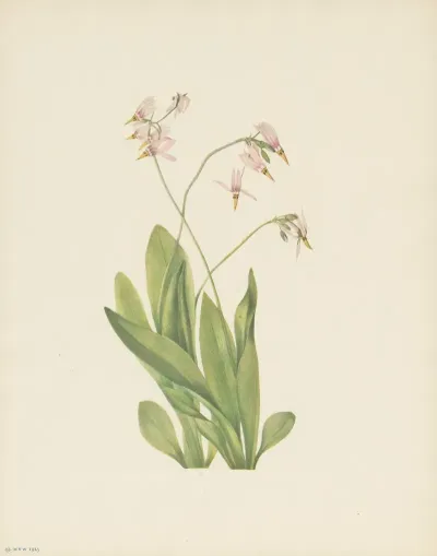 Shootingstar Dodecatheon Meadia 2