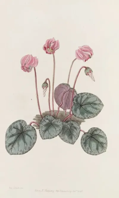 Shore Cyclamen