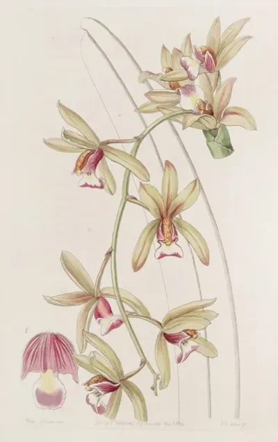 Short Lipped Thick Leaved Cymbidium