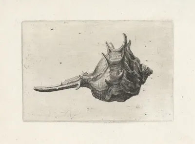 Short Spined Murex Murex Brevispina