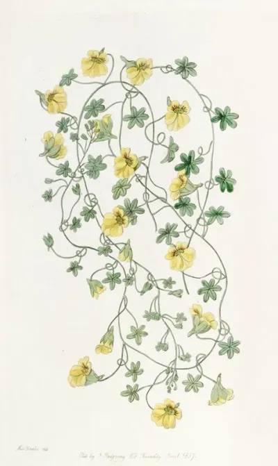 Short Spurred Tropaeolum