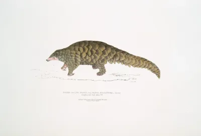 Short Tailed Manis Manis Brachyura