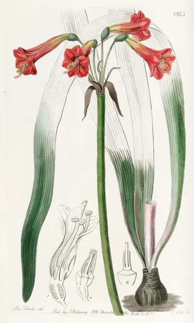 Short Tubed Phycella