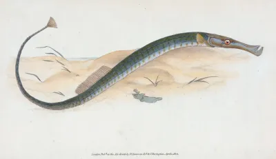 Shorter Pipe Fish Syngnathus Typhle