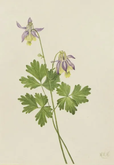 Shortspur Columbine Aquilegia Brevistyla 2