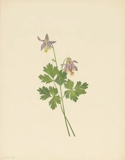Shortspur Columbine Aquilegia Brevistyla 3