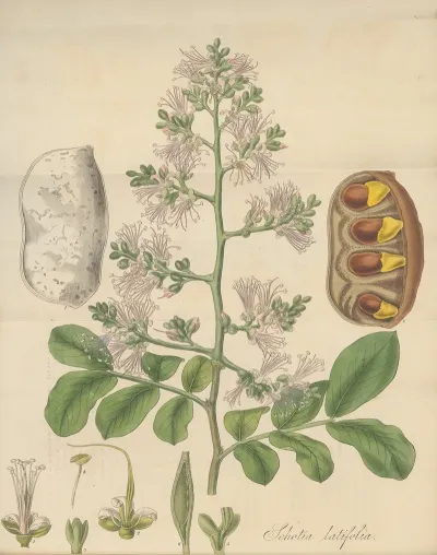 Shotia Latifolia