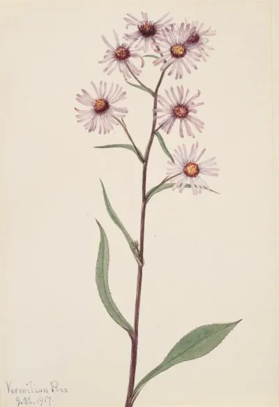 Showy Aster Aster Conspicuus