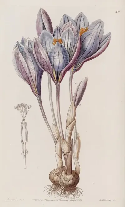Showy Autumn Crocus