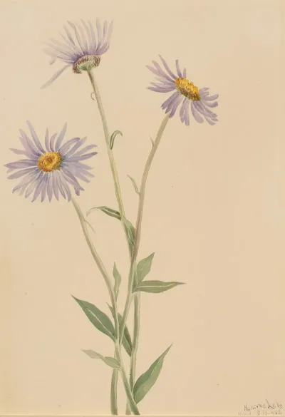 Showy Fleabane Erigeron Salsuginosus