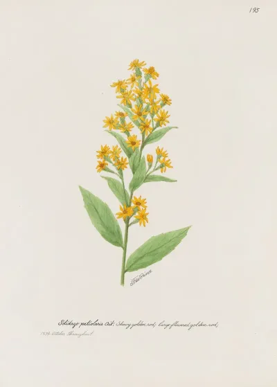 Showy Golden Rod