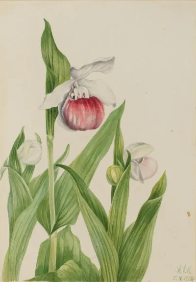 Showy Ladys Slipper Cypripedium Reginae