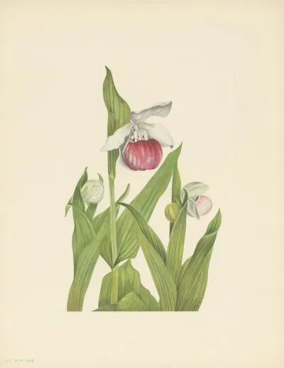 Showy Ladyslipper Cypripedium Reginae 2