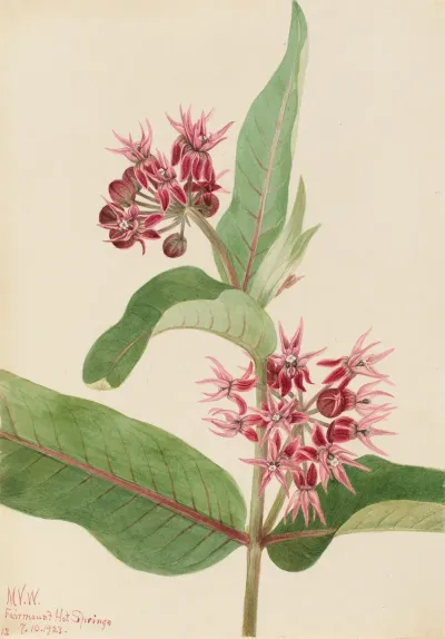 Showy Milkweed Asclepias Speciosa 2
