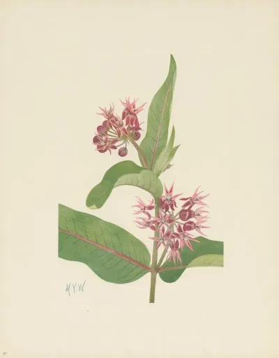 Showy Milkweed Asclepias Speciosa 3
