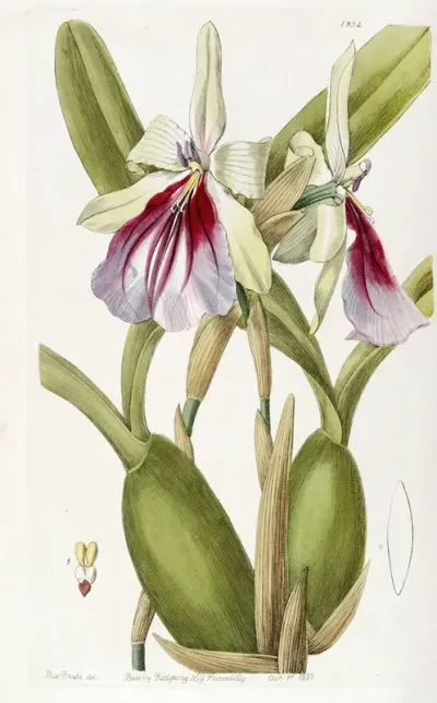 Showy Miltonia