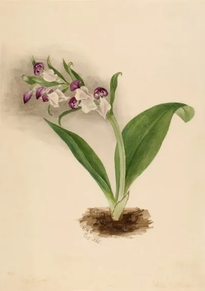 Showy Orchids Orchis Spectabilis