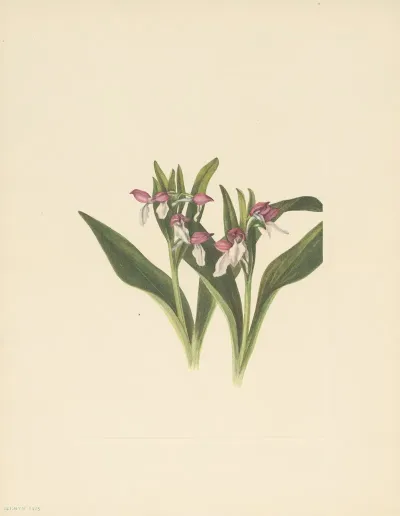 Showy Orchis Orchis Spectabilis 3