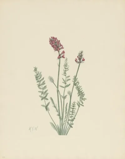 Showy Oxytrope Oxytropis Splendens 2