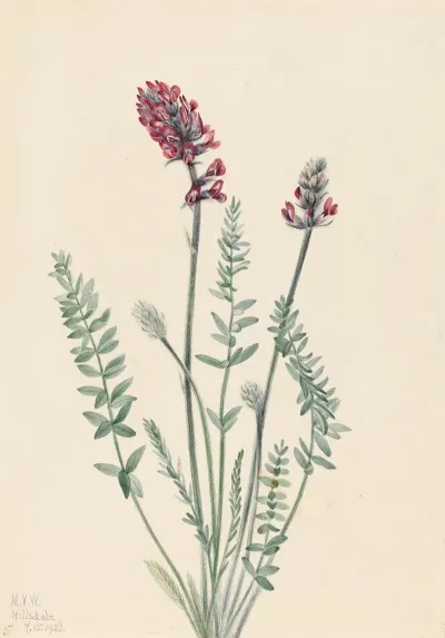 Showy Oxytrope Oxytropis Splendens