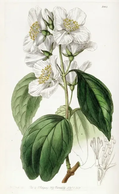 Showy Syringa