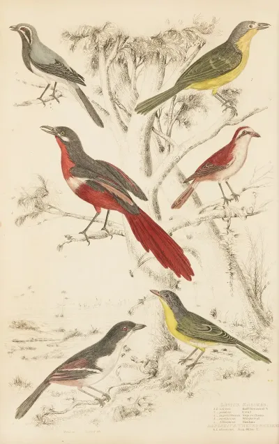 Shrikes Thrush Shrikes