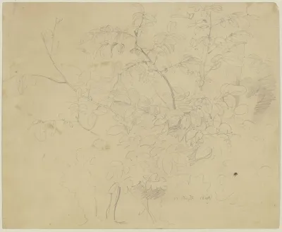 Shrubbery