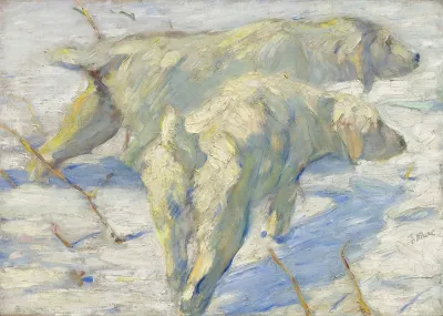 Siberian Dogs In The Snow