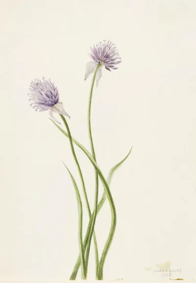 Siberian Onion Allium Sibericum 2
