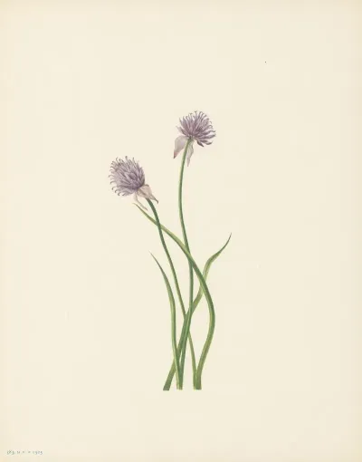 Siberian Onion Allium Sibericum 3