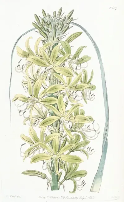 Siberian Yellow Asphodel