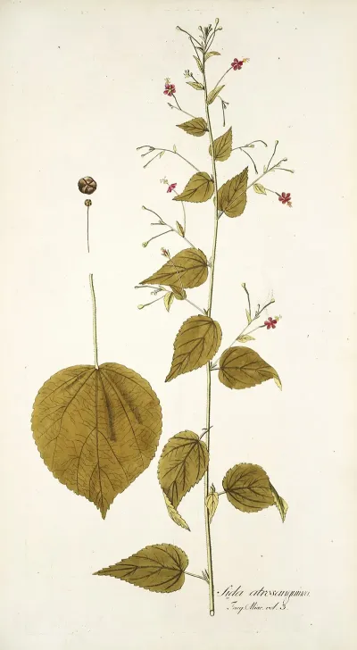 Sida Atrosanguinea