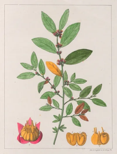 Sida Carpinifolia 2