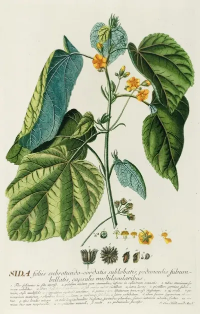 Sida