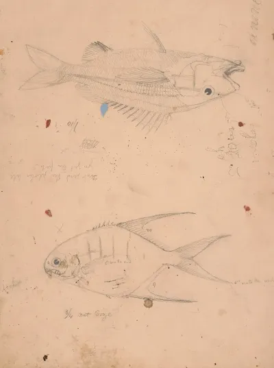 Side View Of Two Fish With Notations At To Their Size
