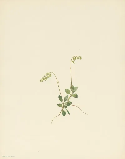 Sidebells Pyrola Pyrola Secunda 3