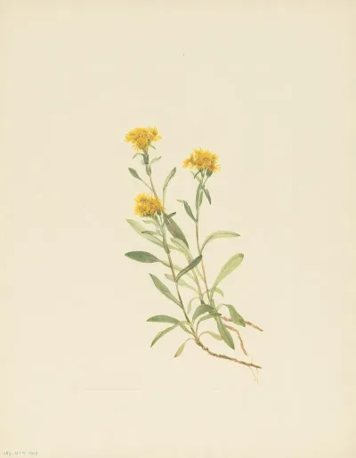 Sidesaddle Goldenrod Solidago Ciliosa 2