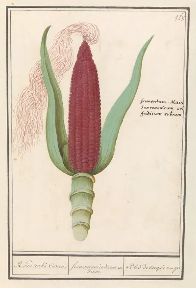 Siermais Zea Mays Rood Turks Cooren Frumentum Indicum Rubrum Bled De Turquie Rouge