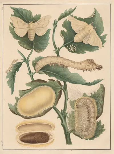 Silkworm