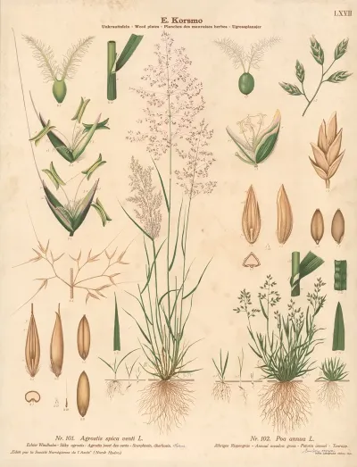 Silky Agrostis Annual Meadow Grass