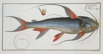 Silurus Bagre The Saltwater Katfish