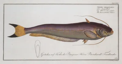 Silurus Bimaculatus The Bimaculated Silure
