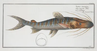 Silurus Fasciatus The Streaked Silure