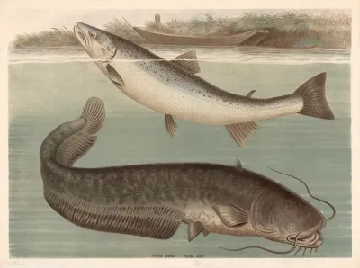 Silurus Glanis