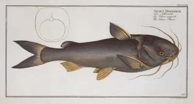 Silurus Herzbergii The Silver Silure