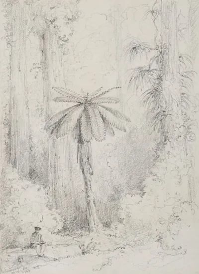 Silver Leaved Fern Hutt Forest