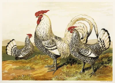 Silver Spangled Hamburghs