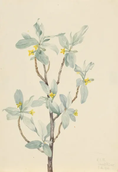 Silverberry Elaeagnus Commutata
