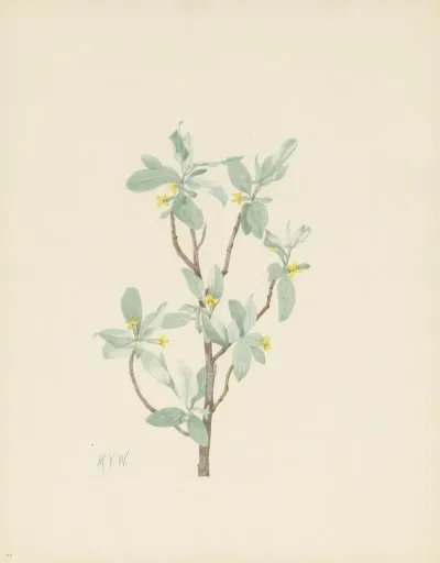 Silverberry Flower Elaeagnus Commutata 2